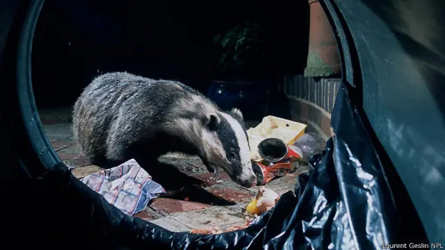 Барсук (Meles meles) нашел себе источник еды в Лондоне