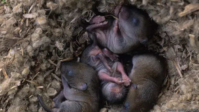 Серые полевки (Microtus pennsylvanicus)