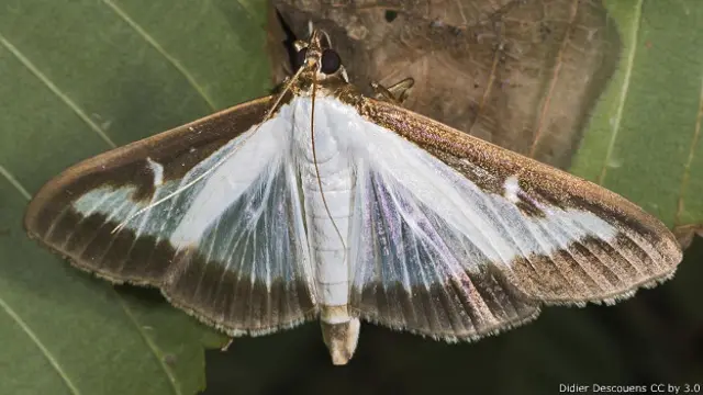 Самшитовая огневка (Cydalima perspectalis)