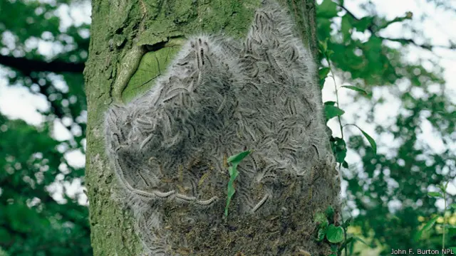 Дубовые походные шелкопряды (Thaumetopoea processionea)