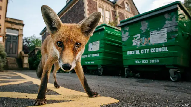 Рыжие лисы (Vulpes vulpes) полностью освоились в британских городах