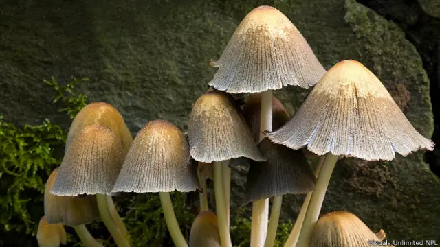 Гриб навозник серый (Coprinus atramentarius)