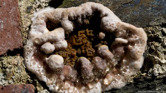 На домовом грибе (Serpula lacrymans) образуются капли воды