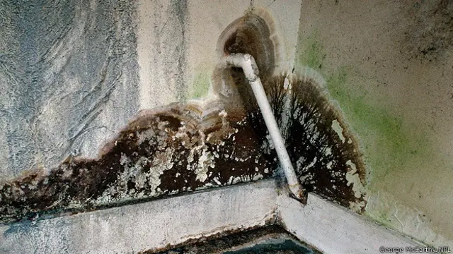 Домовый гриб (Serpula lacrymans) на стене дома в британском графстве Сассекс