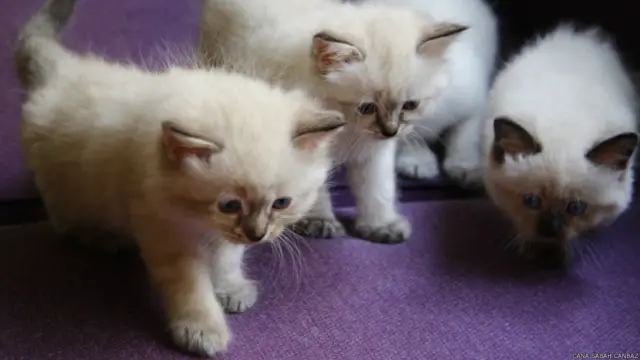 Cana Sabah Canbaz: Teo, Mia, Leo, Oreo... Ponyo'nun harika çocukları, bizim büyüyen ailemiz, biriken mucize anlar