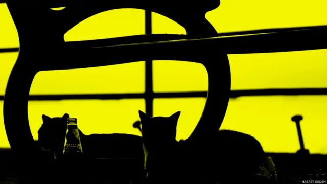 Hasret Erdem: Mersin'de her sabah gündoğumunu selamlarız kedi dostlarımızla 