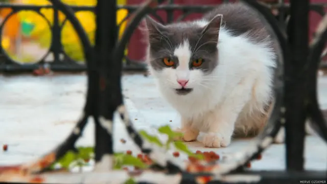 Merve Özdemir: Kediler karınlarını doyururken fotoğraflarının çekilmesine epey sinirlenebiliyorlar. Ağustos 2014/ İstanbul Büyükada