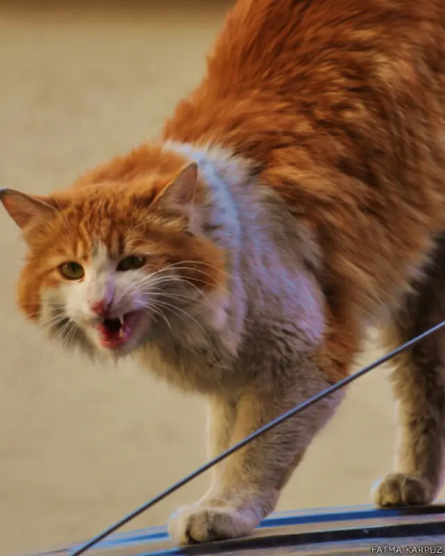 Fatma Karpuz: Eskişehir'de kendisini sevmemize izin vermeyen "kızgın kedi"