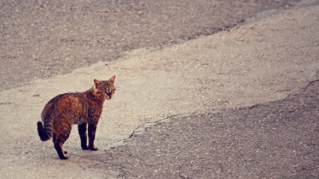 Melih Saner Küldöken: Gaziantep'te, kendi yolunda giderken son bir kez dönerek objektifime bakan bir kedi. Bakışları daha çok bir insanı anımsattı.