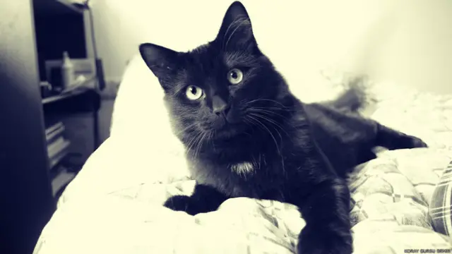 Koray Gürsü Demir: Zenco. Ufacıkken annesi tarafından bırakılan bu kedicik şimdi 16 aylık ve tam bir oyuncu. Oyun oynarken yakaladığım bir kare. 