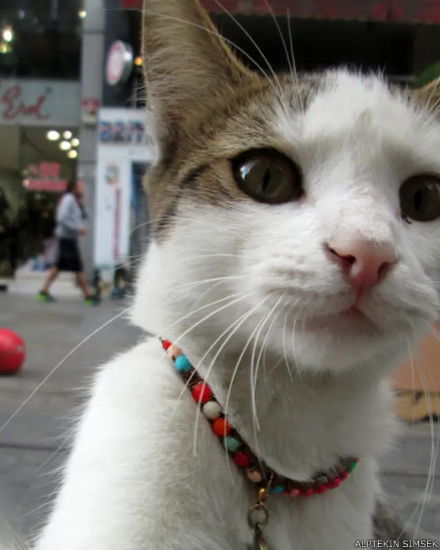 Alptekin Şimşek'ten "Kadıköy Sanatçılar Sokağı'nın meraklı yavru kedisi"