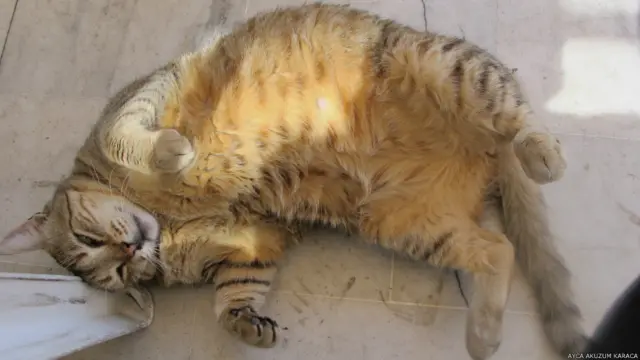 Ayça Aküzüm Karaca'dan "Göbeğine güneş vurmuş kedi" 