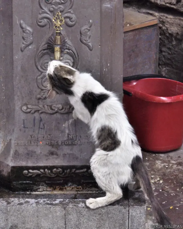 Bekir Yeşiltaş'tan yaz sıcaklarında musluktan su içmeye çalışan bir kedi 