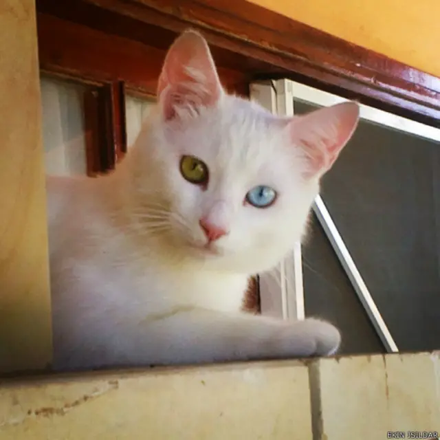 Ekin Işıldar'dan "Mavi-Yeşil gözleriyle tipik bir Van kedisi"