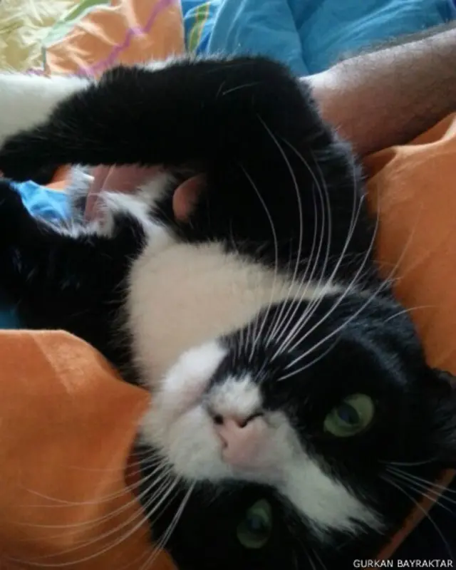 Varşova'da yaşayan Gürkan ve Kasia Bayraktar çiftinin kedisi "Hakiki" 