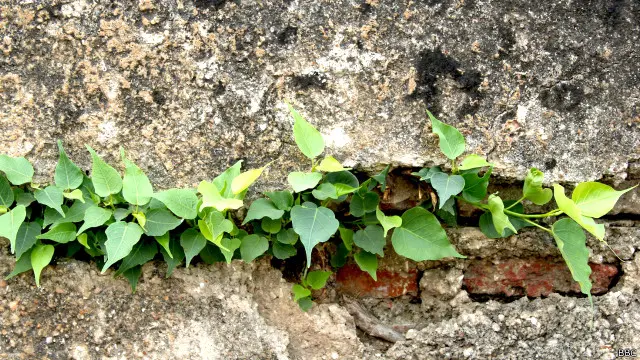 ان شکستہ سیڑھیوں میں پھوٹتی ہوئی کونپلیں، اس دلہن کی پازیبوں کی طرح تھیں جس میں پھول کھلنے والے ہوں