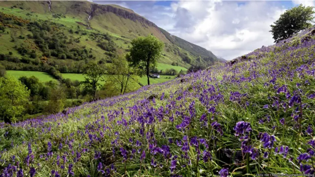 Batu-batu yang menyeruak sekitar jembatan Carrick-a-Rede disiram dengan berbagai warna selama musim semi dan musim panas. Tapi warna kawsan itu yang paling menggelora dapat ditemukan jauh dari pantai. Di lembah seperti Glenariff, salah satu dari sembilan Lembah Antrim: lembah yang membentang dari Perbukitan Antrim hingga pantai utara. Yang paling poluler adalah lembah terbesar, Glenariff khususnya karena memiliki Taman Hutan Glenariff, Glenariff Forest Park, sebuah hamparan raksasa kawasan hutan dengan air terjun yang menawan, tepian sungai, pedesaan dan ladang-ladang bunga lonceng biru -bluebell.