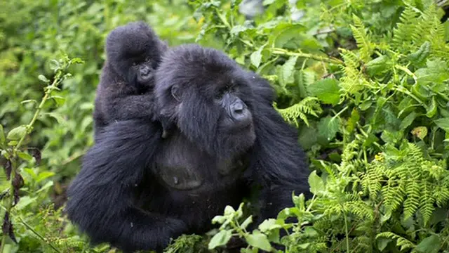 Urwanda rwavukishije ingagi 24 uyu mwaka