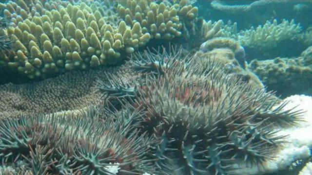 பவளப் பாறையைச் சேதப்படுத்தும் நட்சத்திர மீன்கள் புளிக்காடியைத் தாங்க முடியாது.