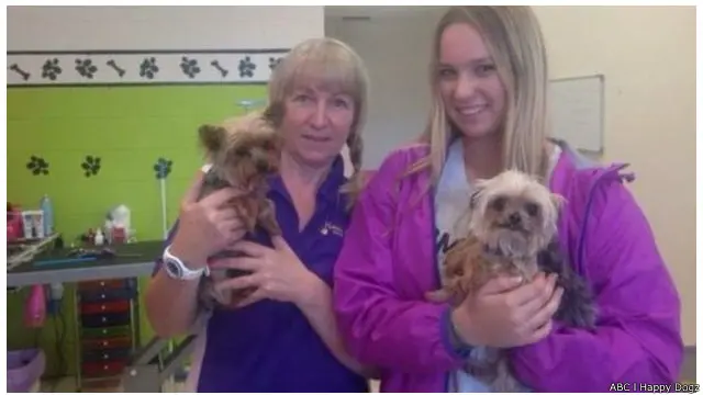 Dua ekor anjing ini diketahui keberadaannya setelah fotonya di sebuah salon kecantikan anjing muncul di media sosial.