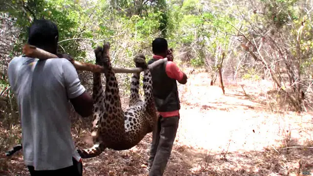 'හම්බන්තොට දිස්ත්රික්කයේ කොටි හොඳටම හිටපු පලාතක්. දැන් හම්බන්තොට දිස්ත්රිකයේ කොටි නෑ. ඉතින් වඳ වෙලා යන සත්ව කොට්ටාශයක් තමයි කොටි'