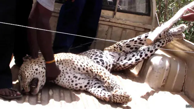 වාහනයක ගැටී දිවියෙකු මිය යාමේ සිද්ධිය පසුගිය දිනවල මහත් ආන්දෝලනයකට ලක් විය