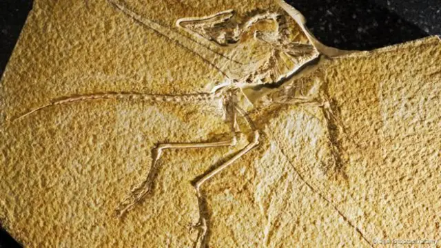 1861年,首块始祖鸟化石被发现。(图片来源:Age fotostock/Alamy)