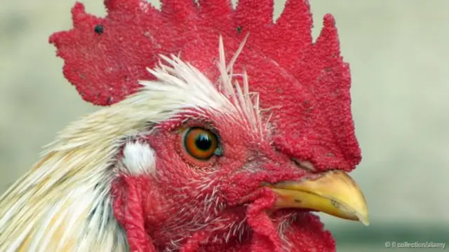 鸡是恐龙的远方亲戚。 (FL Collection/Alamy)
