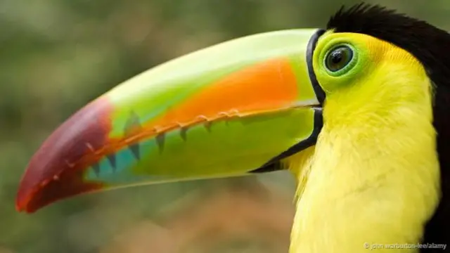 鸟喙有各种不同的形状和大小。(图片来源:John Warburton-Lee/Alamy)