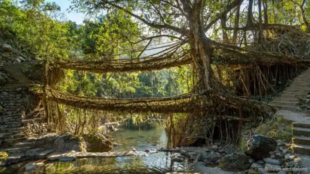 一座树根桥(图片来源：Dieter-Wertz/Alamy)