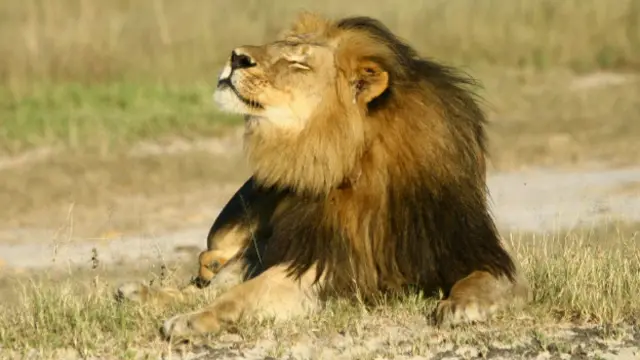 Cecil, el león más famoso de Zimbabue
