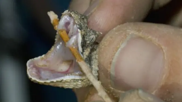 ایم ایس ایف کا کہنا ہے کہ دنیا میں سانپ کے زہر کو کاٹنے والی ایک انتہائی موثر دوا ختم ہو رہی ہے