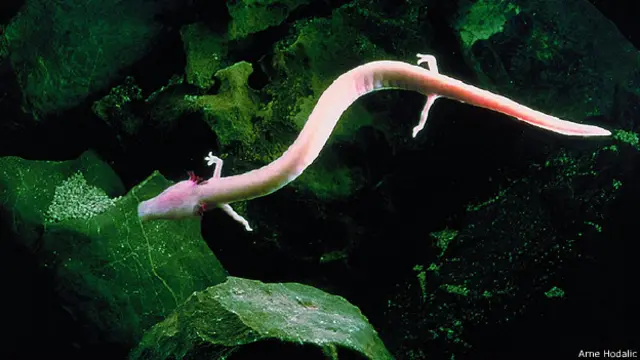 Неуловимый протей