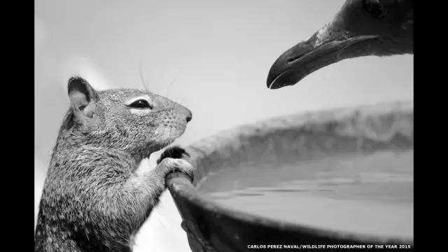 كارلوس بريز نافال شارك في فئة أقل من 10 أعوام بصورة التقطها في عطلته في كاليفورنيا، وهي لسنجاب يتنافس نورس على جرعة ماء.