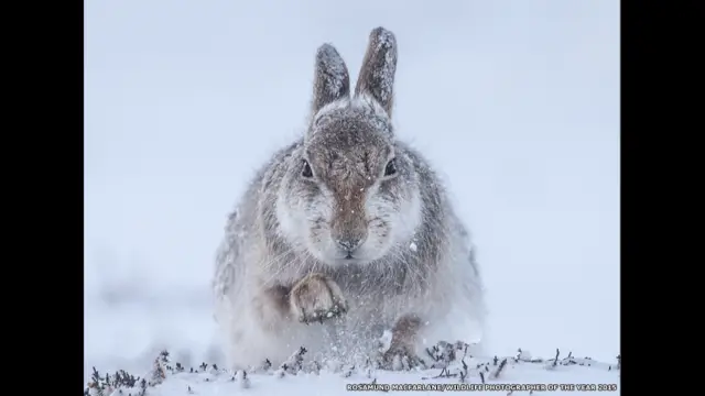 ستعلن نتيجة المنافسة السنوية التي ينظمها متحف التاريخ الطبيعي يوم 13 أكتوبر/ تشرين الأول 2015. الصورة لارنب جليدي وهي من تصوير روزاموند ماكفارلين التي وصلت الى المرحلة النهائية من فئة اللبائن في المسابقة.