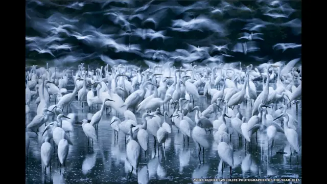 اغتنم زولت كوديتش اللحظة المناسبة والمكان المناسب لتصوير هذه الطيور على نهر الدانوب في المجر. 