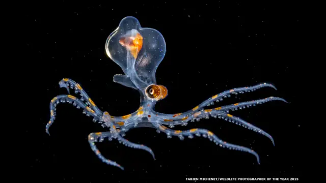 يقضي فابيان ميشني ساعات طويلة في الغطس ليلا في أعماق سواحل تاهيتي، في بولينيزيا الفرنسية جنوبي المحيط الهادئ حيث يقيم. وفي إحدى الليالي، ظهر له، في عمق 20 مترا، صغير أخطبوط.