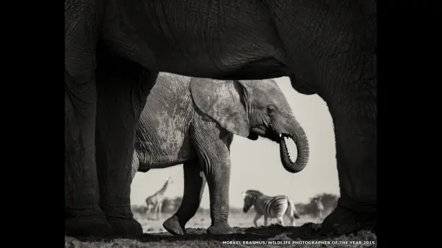 صورة التقطها موركل إيراسموس من جنوب أفريقيا في فئة صورة الأبيض والأسود، ويظهر فيها فيل في محمية ايتوشا الوطنية بناميبيا. 