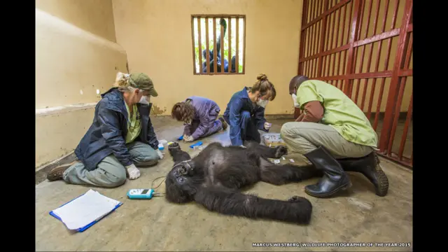 غوريلا الجبال نيدزي يراقب البيطري وهو يعالج أنثاه مايشا في مصحة سينكويكوي محمية فيرونغا بالكونغو الديمقراطية، الصورة التقطها ماركوس ويستبيرغ في فئة التصوير الصحفي