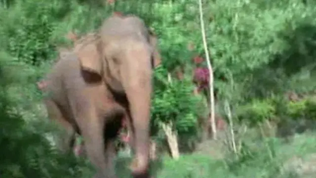 පටු කැලෑ ප්රදේශයක් තුල ඔවුනට අවශ්ය තරම් ආහාර නොලැබීම නිසා ගම් වල සීමාවට පැමිණෙන අලියාට ගමේදී අවශ්ය රස මුසු හමු වේ