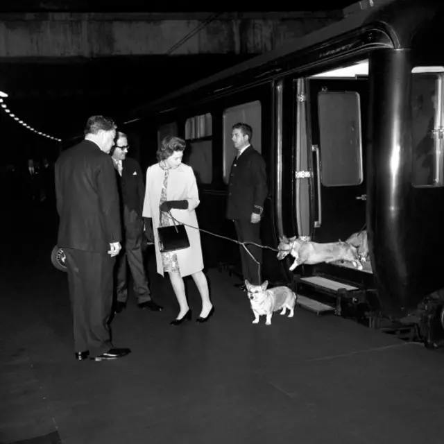 Корги из поезда