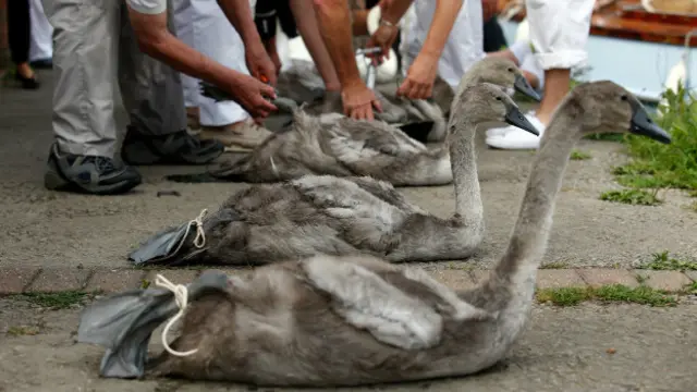 Лебедь связан