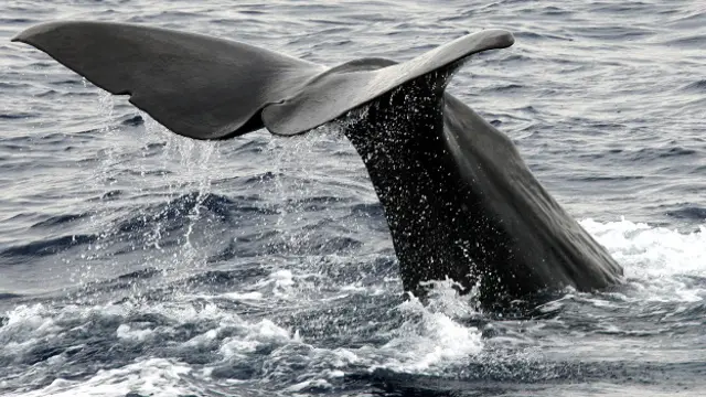Cachalote