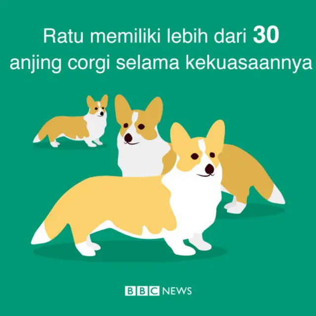Corgi