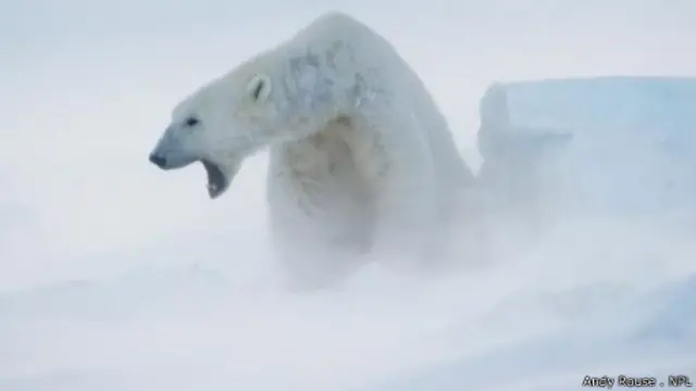 يريد هذا الدب القطبي أن يخبرك أنه لا يعيش مع البطاريق