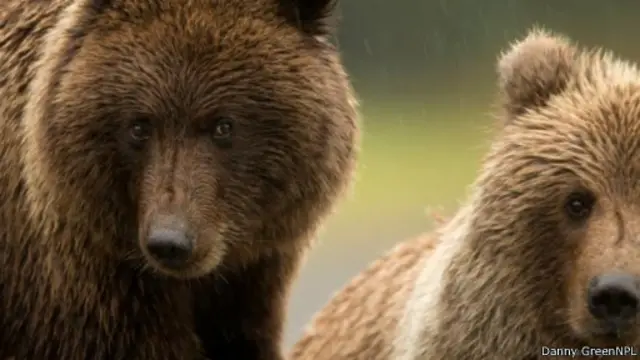 يمكن للدببة السمراء (واسمها العلمي "أورسوس آركتوس") أن تتزاوج مع الدببة القطبية