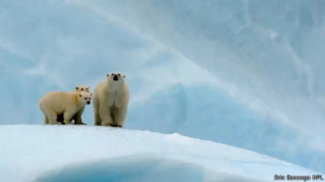 تعيش الدببة القطبية (واسمها العلمي "أورسوس ماراتيموس") في منطقة القطب الشمالي