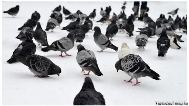 Merpati urban ini moyangnya adalah merpati karang di gua-gua pada tebing-tebing di tepi laut 