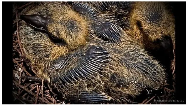 Dua bayi Merpati di sarang mereka, dalam penampakan yang langka