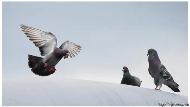 Sebagian yang beterbangan sekitar kita bisa jadi merpati yang baru keluar dari sarang